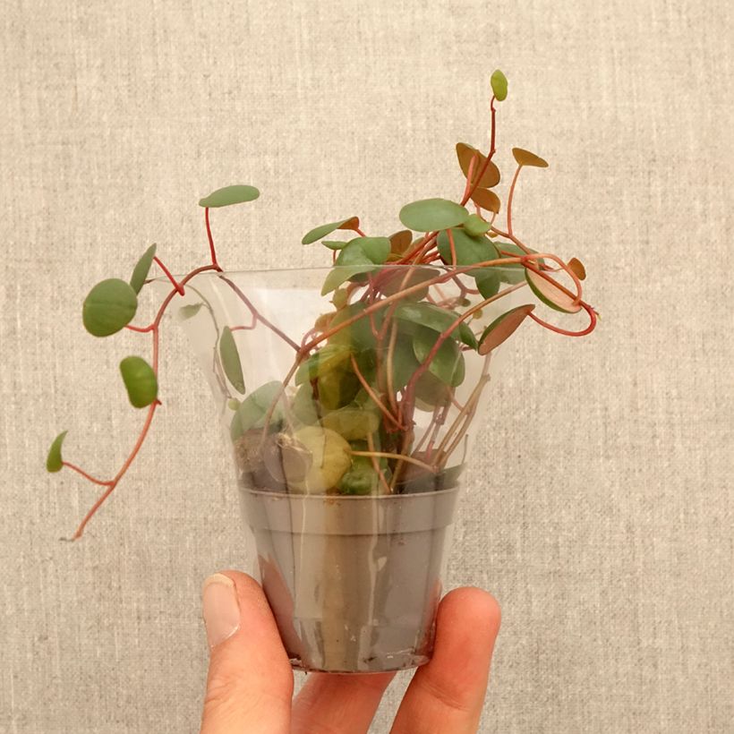 Peperomia Pepperspot miniplanta Ejemplar entregado en la primavera