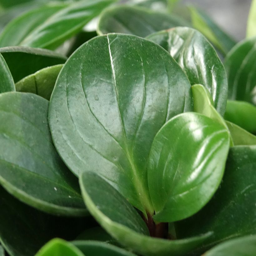Peperomia Red Canyon (Follaje)