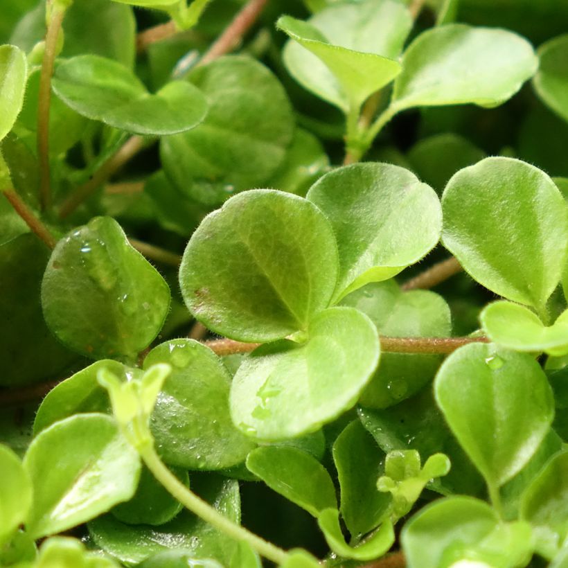 Peperomia rotundifolia (Follaje)