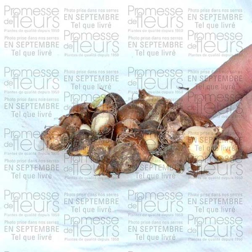 Ejemplo de ejemplar de Perce-neige double - Galanthus nivalis Flore Pleno Bulbe calibre 5+ tal y como se entrega