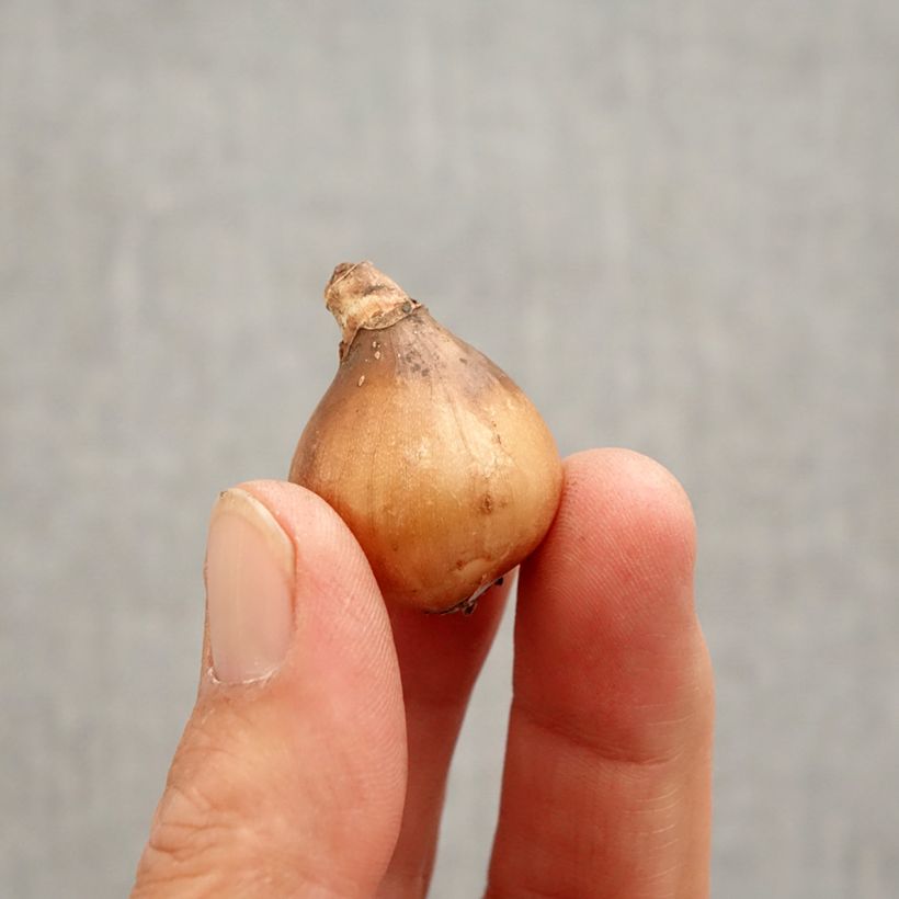 Galanthus nivalis Primrose Warburg - Campanilla de invierno Bulbo calibre 6+ Ejemplar entregado en la primavera