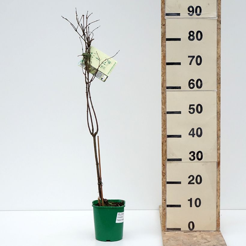 Periploca graeca Maceta 2L/3L Ejemplar entregado en invierno