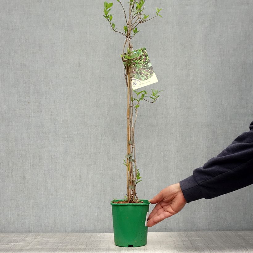 Periploca graeca Maceta 2L/3L Ejemplar entregado en la primavera