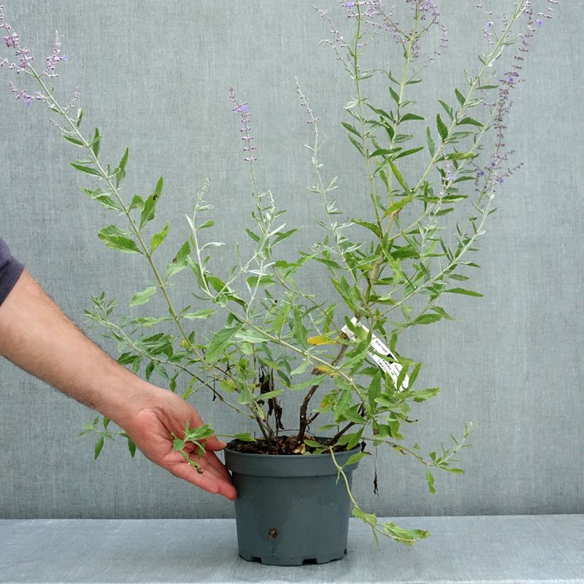 Ejemplar de Perovskia atriplicifolia Blue Haze - Sauge d'Afghanistan Pot de 3L/4L entregado en verano