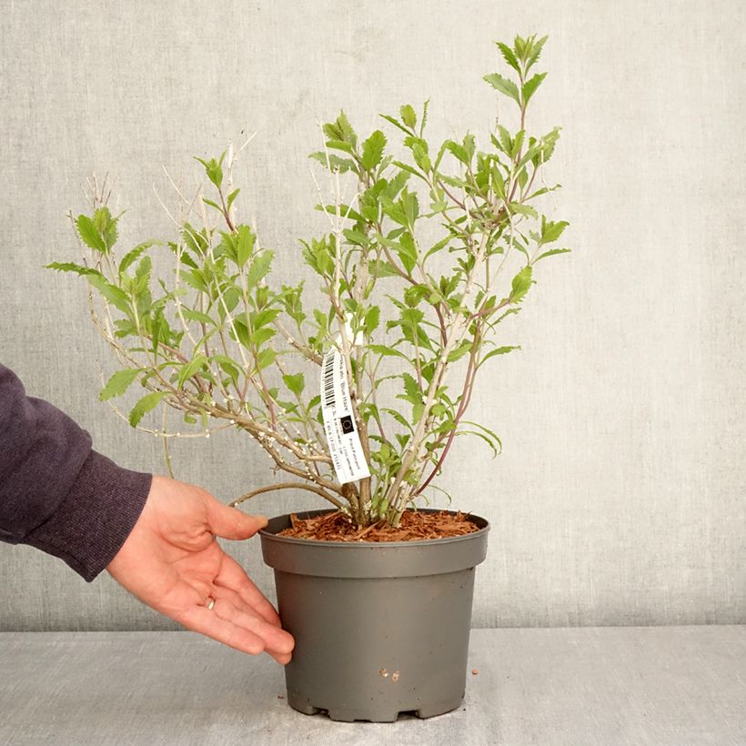 Perovskia atriplicifolia Blue Haze - Salvia rusa Maceta 3L/4L Ejemplar entregado en la primavera