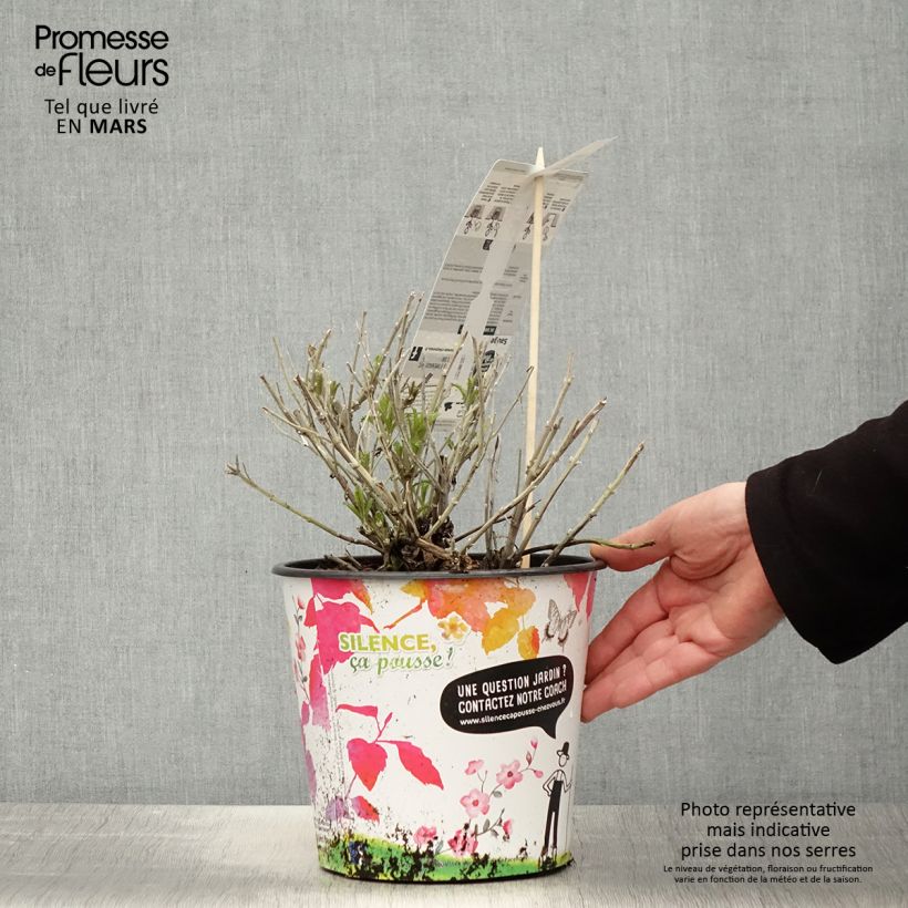 Salvia rusa Blue Spire - Perovskia atriplicifolia Maceta 4L/5L Ejemplar entregado en la primavera