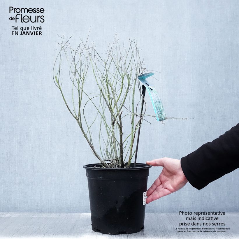 Salvia rusa Blue Spire - Perovskia atriplicifolia Maceta 4L/5L Ejemplar entregado en invierno