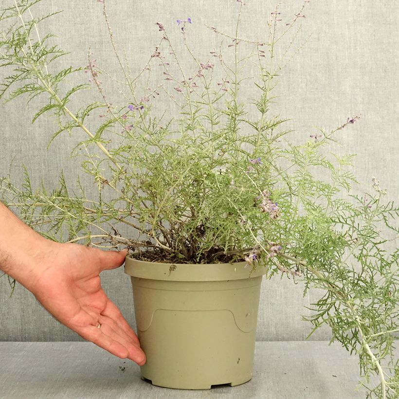 Ejemplar de Perovskia atriplicifolia Feathery Blue - Salvia rusa Maceta 3L/4L entregado en verano
