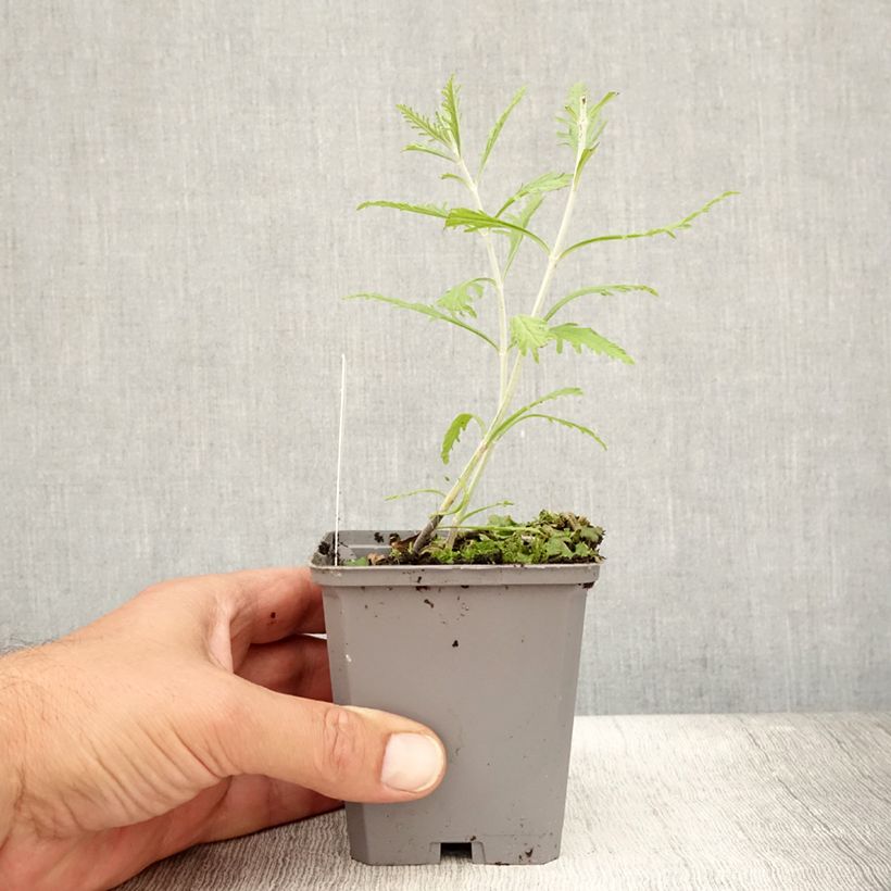 Ejemplar de Salvia rusa Lacey Blue - Perovskia atriplicifolia Maceta de 8/9 cm entregado en verano