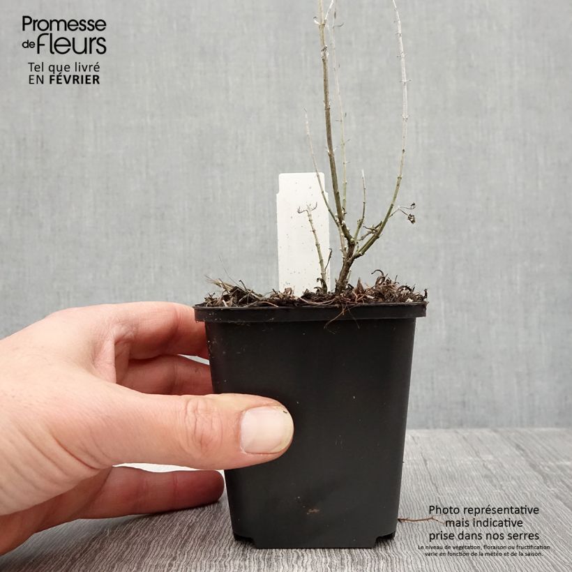 Salvia rusa Lacey Blue - Perovskia atriplicifolia Maceta de 8/9 cm Ejemplar entregado en invierno