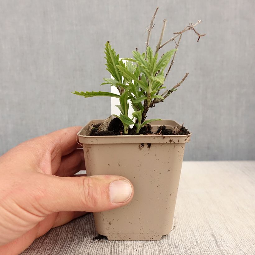 Salvia rusa Lacey Blue - Perovskia atriplicifolia Maceta de 8/9 cm Ejemplar entregado en la primavera