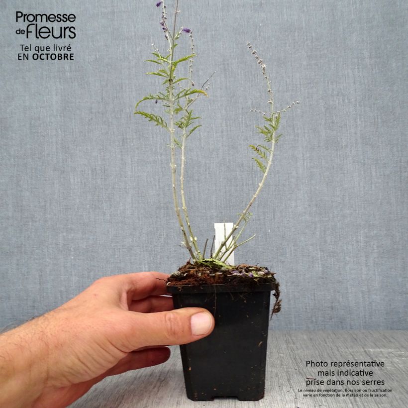 Ejemplar de Salvia rusa Little Spire - Perovskia atriplicifolia Maceta de 8/9 cm entregado en otoño