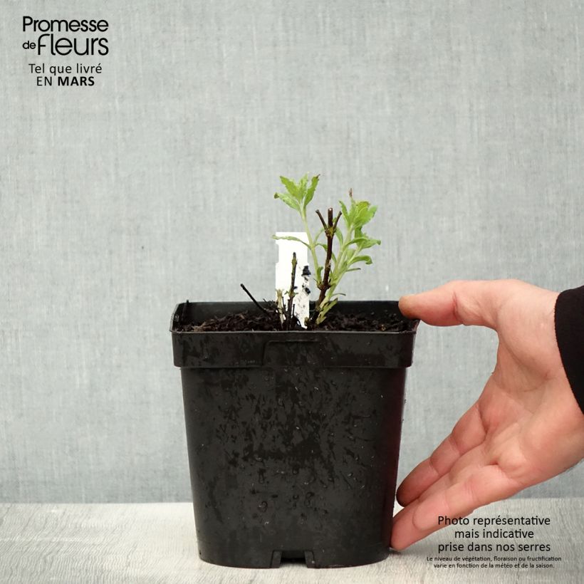 Salvia rusa Little Spire - Perovskia atriplicifolia Maceta 2L/3L Ejemplar entregado en la primavera