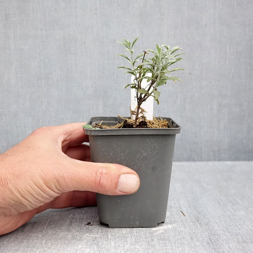 Ejemplar de Perovskia atriplicifolia Prime time® - Salvia rusa Maceta de 7/8 cm entregado en otoño