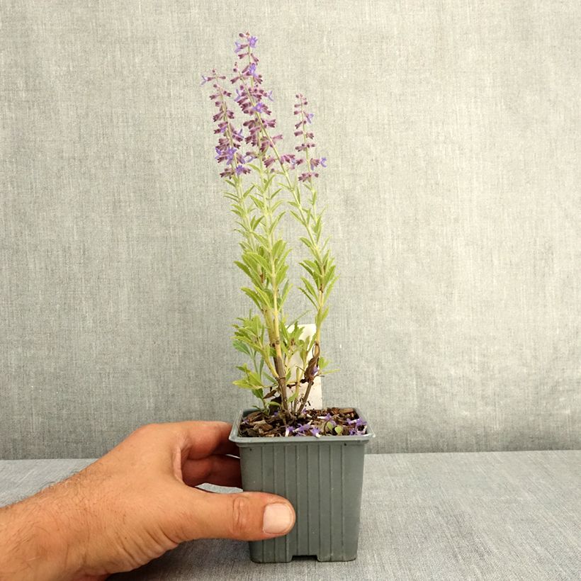 Ejemplar de Perovskia atriplicifolia Prime time - Sauge d'Afghanistan Godet de 7/8 cm entregado en verano