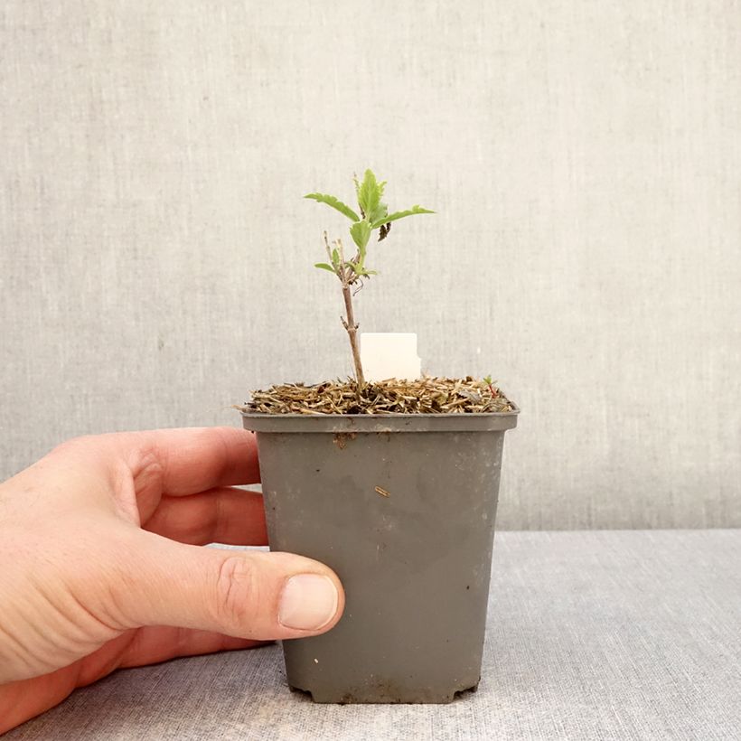 Perovskia atriplicifolia Prime time® - Salvia rusa Maceta de 7/8 cm Ejemplar entregado en la primavera