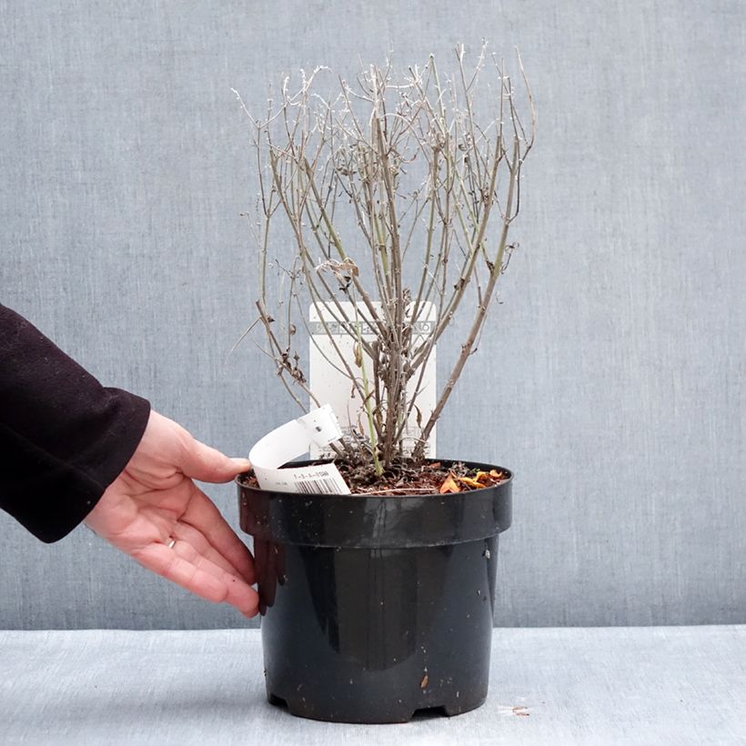 Perovskia atriplicifolia Prime time® - Salvia rusa Maceta 3L/4L Ejemplar entregado en invierno