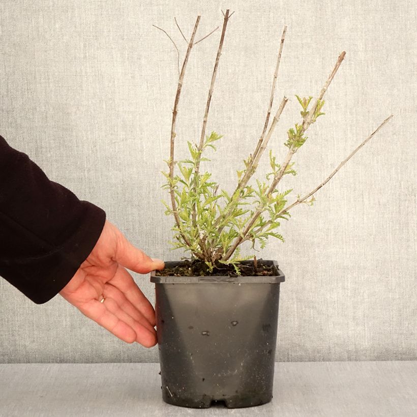 Salvia rusa Silvery Blue - Perovskia atriplicifolia Maceta 1,5L/2L Ejemplar entregado en la primavera