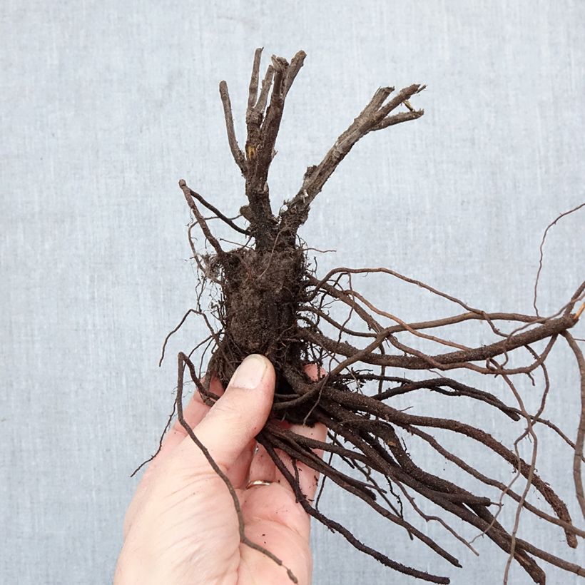 Salvia rusa Silvery Blue - Perovskia atriplicifolia Raíces desnudas Ejemplar entregado en invierno