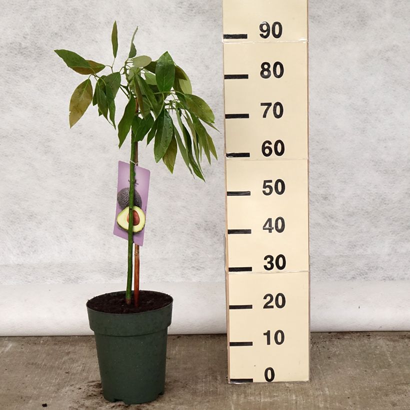 Aguacate Hass Maceta 6L/7L Ejemplar entregado en la primavera