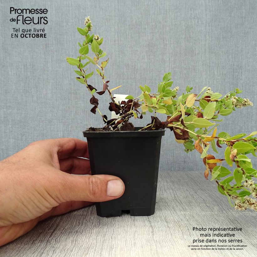 Ejemplar de Aconogonon tortuosum var. glabrifolium Maceta de 8/9 cm entregado en otoño