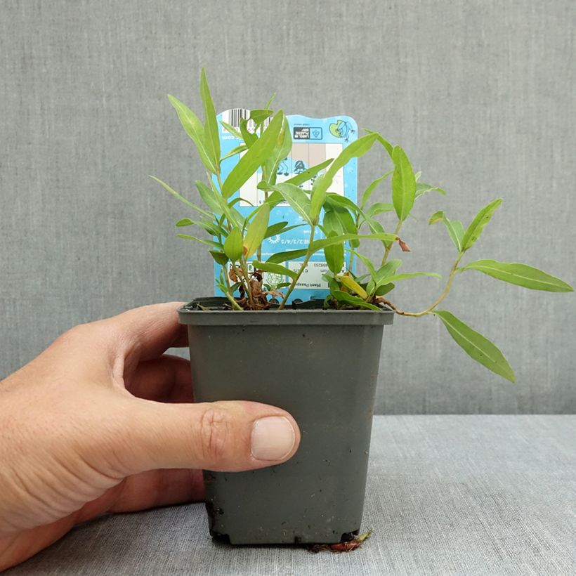 Ejemplar de Persicaria amphibia Maceta de 8/9 cm entregado en verano