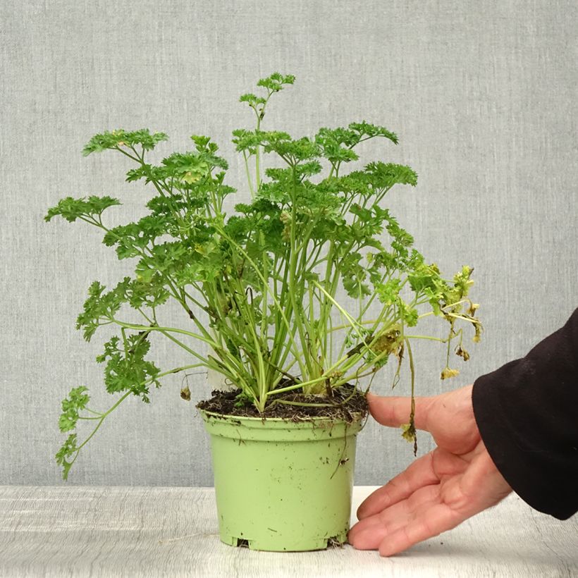 Ejemplar de Perejil Frisé vert foncé Bio (plantas) Maceta 2L/3L entregado en otoño