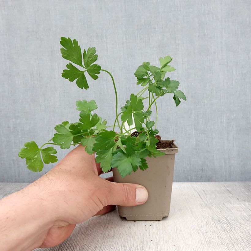 Perejil géant d'Italie (plantas) Maceta de 8/9 cm Ejemplar entregado en la primavera