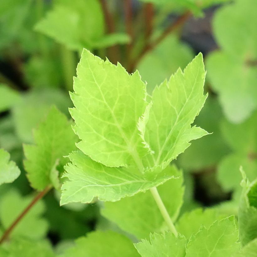 Perejil japonés - Cryptotaenia japonica (Follaje)