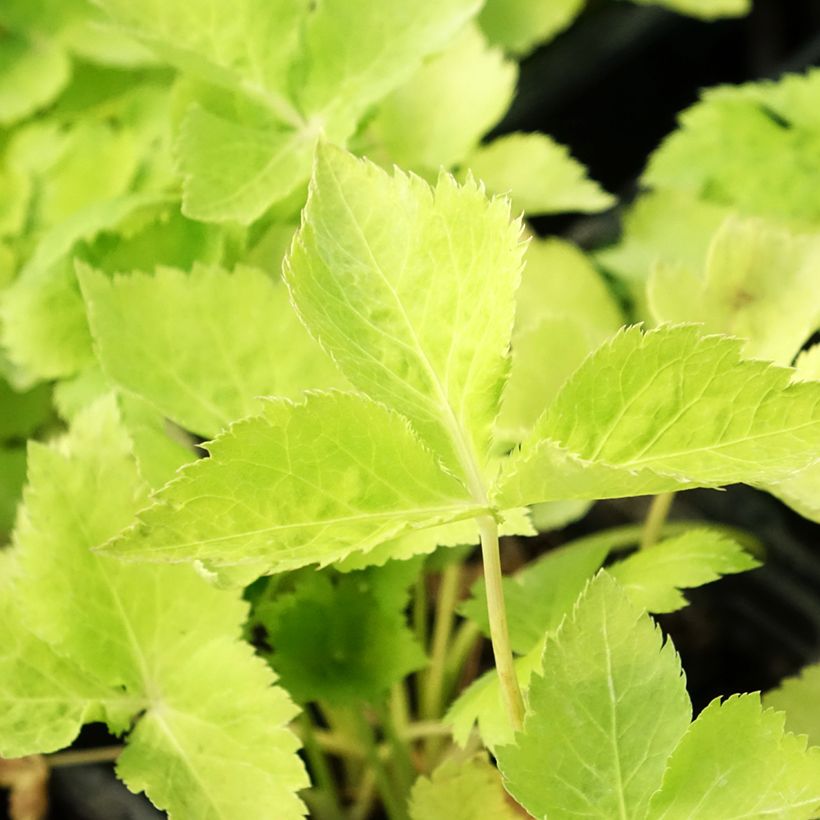 Perejil japonés Mitsuba BIO - Cryptotaenia japonica (Follaje)