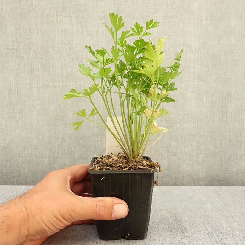 Ejemplar de Perejil italiano - Petroselinum crispum var. neapolitanum Maceta de 8/9 cm entregado en verano