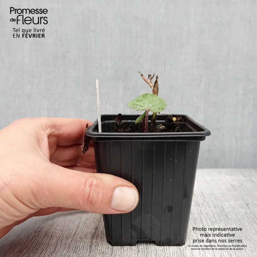 Petasites fragrans Maceta de 8/9 cm Ejemplar entregado en invierno