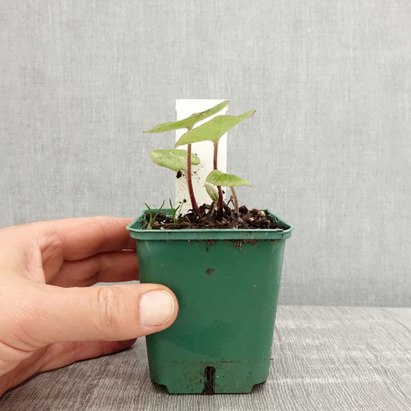 Petasites fragrans Maceta de 8/9 cm Ejemplar entregado en la primavera