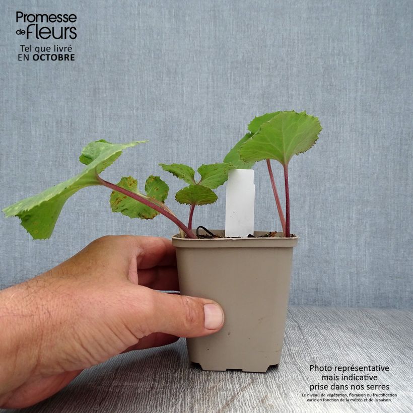 Ejemplar de Petasites japonicus Giganteus - Fuki Maceta de 8/9 cm entregado en otoño