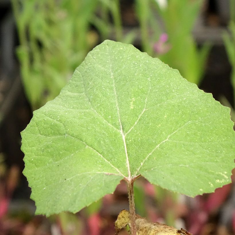 Petasites japonicus Giganteus - Fuki (Follaje)