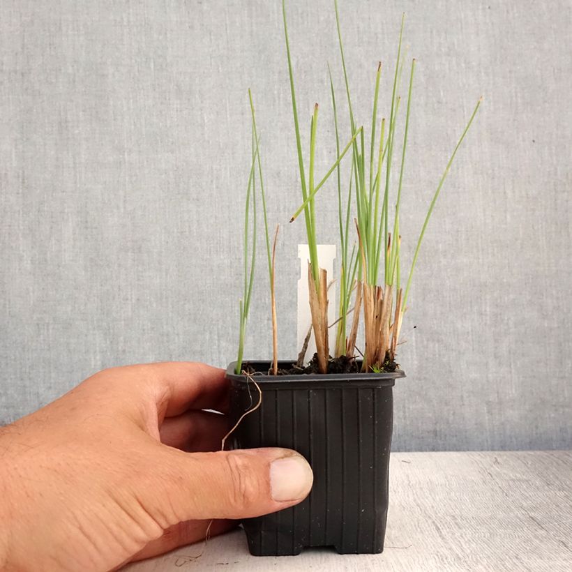 Ejemplar de Typha minima - Espadaña en miniatura Maceta de 8/9 cm entregado en verano