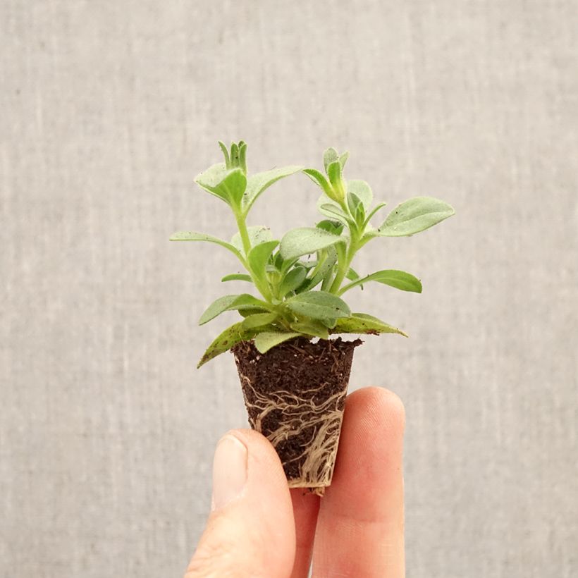 Petunia Bee's Knees minicepellón: Ø 3/4 cm Ejemplar entregado en la primavera