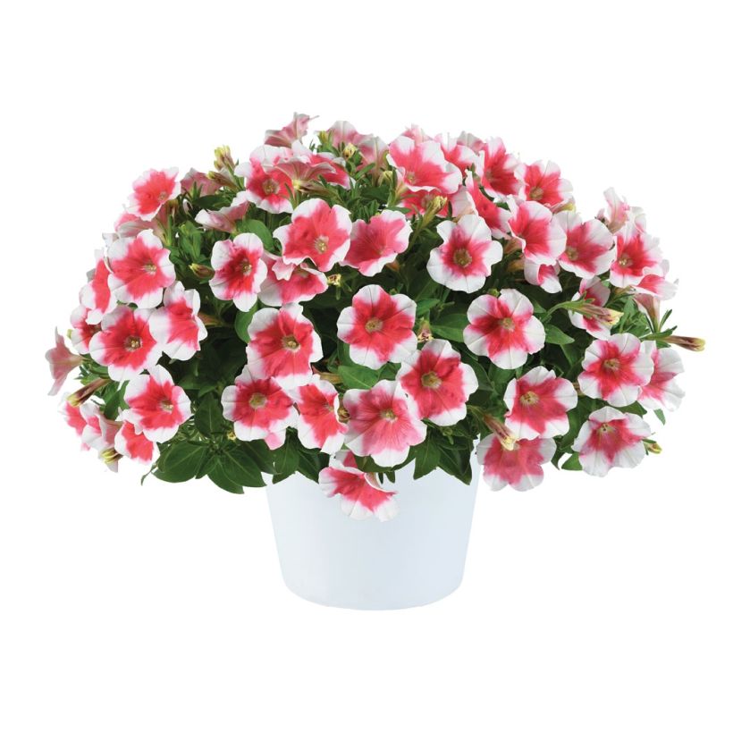 Petunia Capella Cherry Vanilla (Floración)