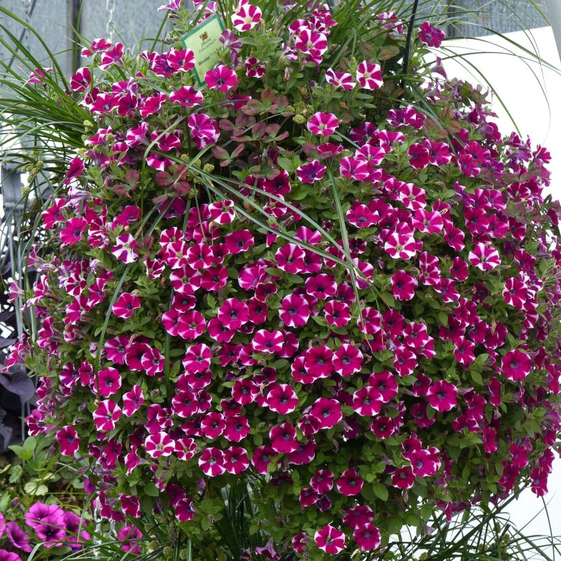 Petunia Bicolor Cabernet (Porte)