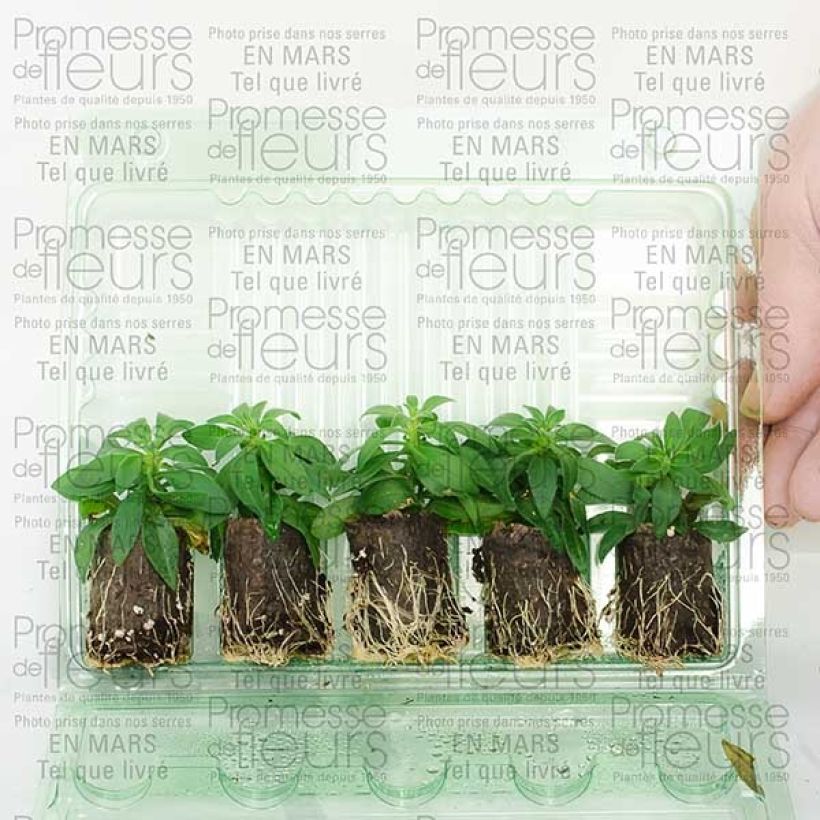 Ejemplo de ejemplar de Calibrachoa hybrida Million Bells Cracking fire minicepellón: Ø 3/4 cm tal y como se entrega