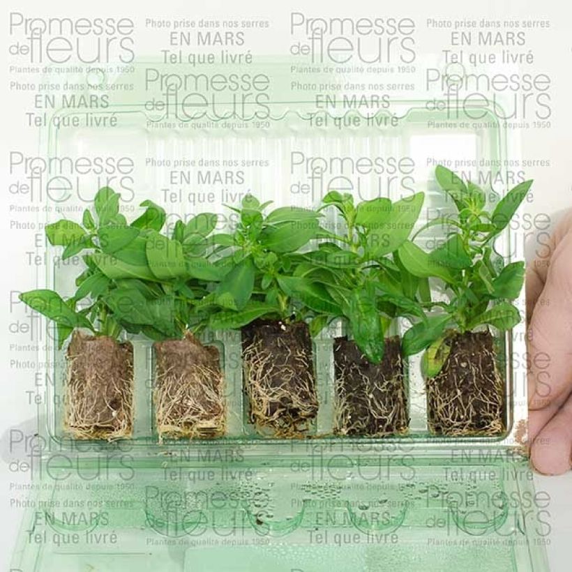 Ejemplo de ejemplar de Calibrachoa hybrida Million Bells Lemon minicepellón: Ø 3/4 cm tal y como se entrega