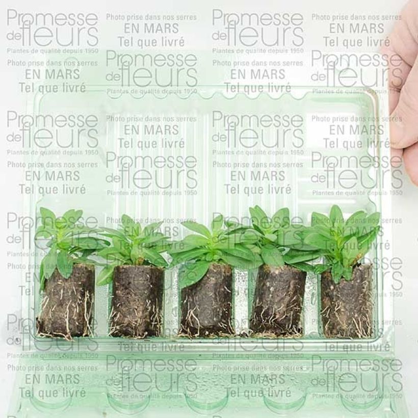 Ejemplo de ejemplar de Calibrachoa hybrida Million Bells Trailing Fucsia minicepellón: Ø 3/4 cm tal y como se entrega