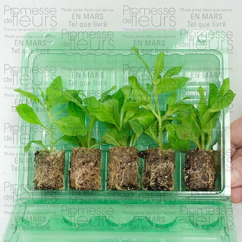 Ejemplo de ejemplar de Petunia Pretty Much Picasso minicepellón: Ø 3/4 cm tal y como se entrega