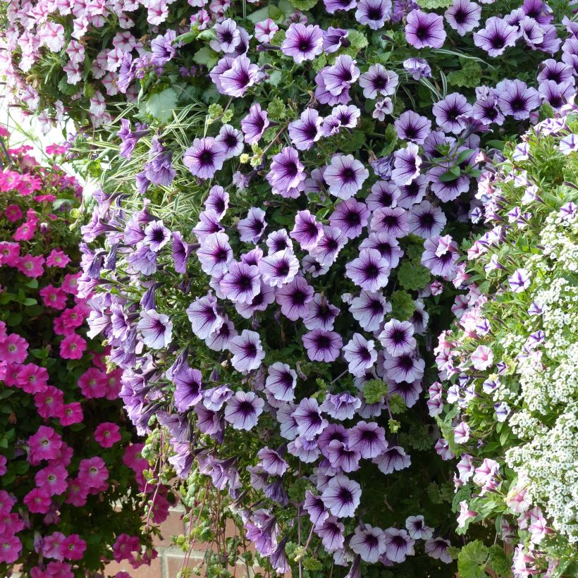 Petunia Supertunia Bordeaux (Porte)