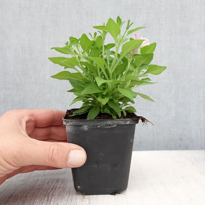 Petunia Supertunia Pink Star Maceta de 8/9 cm Ejemplar entregado en la primavera