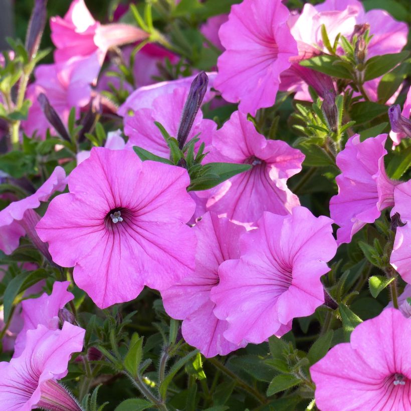 Petunia Supertunia Vista Bubblegum (Floración)