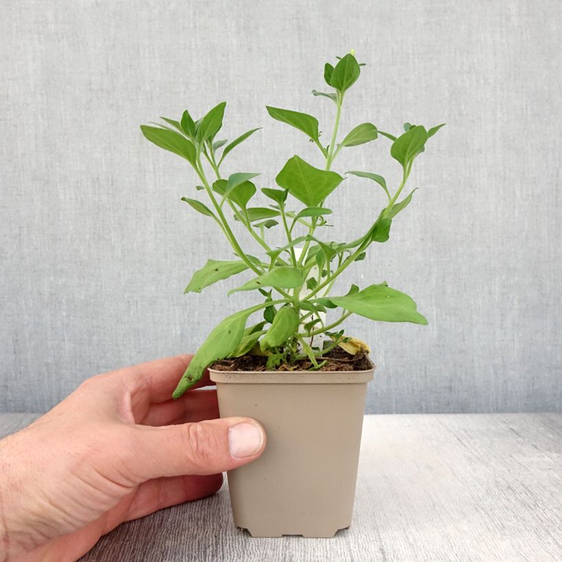 Petunia Supertunia Vista Bubblegum Maceta de 10 cm/11 cm Ejemplar entregado en la primavera