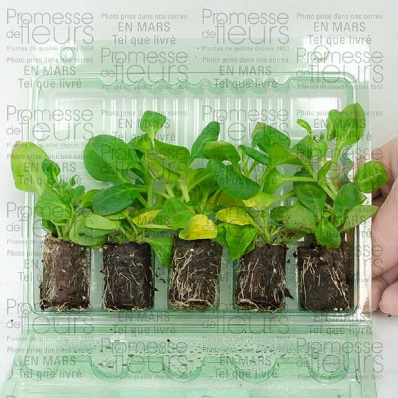 Ejemplo de ejemplar de Petunia Conchita Doble Lavender - Surfinia minicepellón: Ø 3/4 cm tal y como se entrega