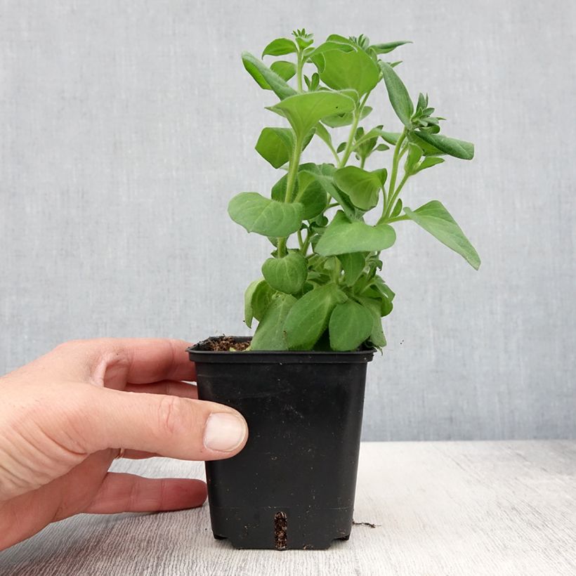 Petunia Tumbelina Candyfloss - Surfinia Maceta de 8/9 cm Ejemplar entregado en la primavera