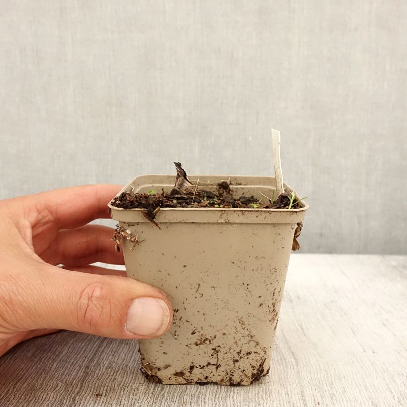 Ejemplar de Peucedanum ostruthium Daphnis - Imperatoria Maceta de 8/9 cm entregado en otoño